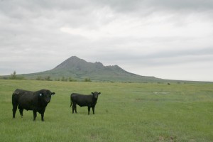 Bulls at bear butte